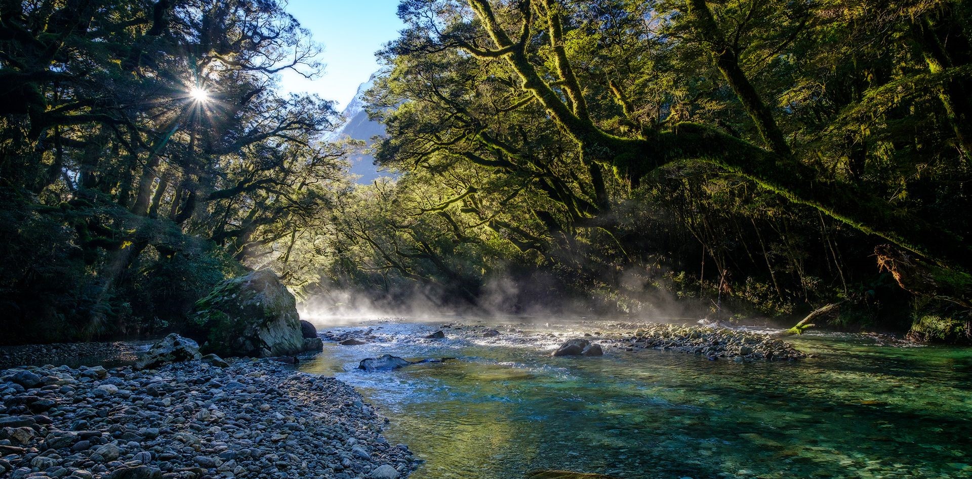 A beautiful New Zealand ecosystem potentially under threat by weeds. Photo: DOC