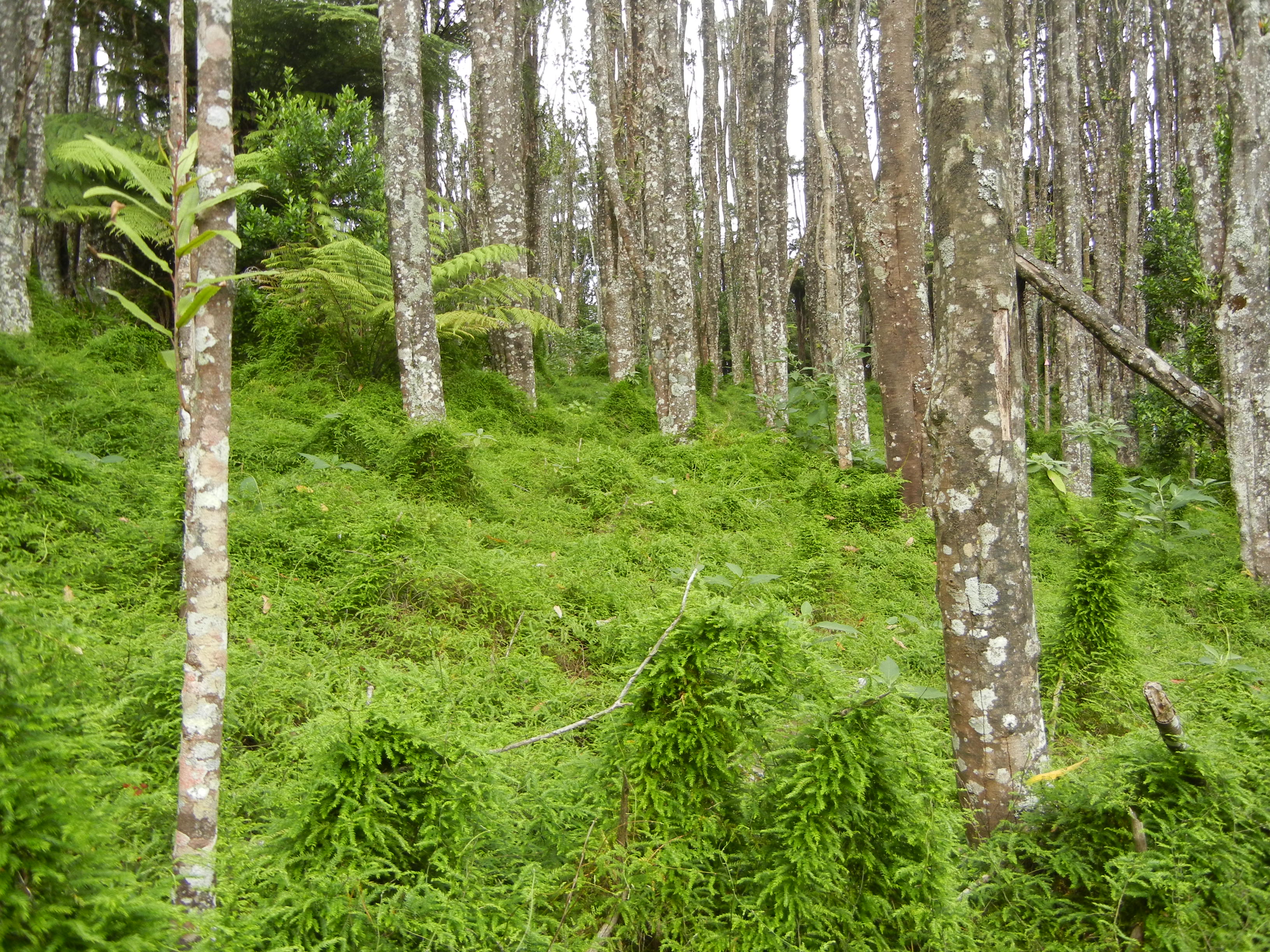 Climbing asparagus taking over a New Zealand forest