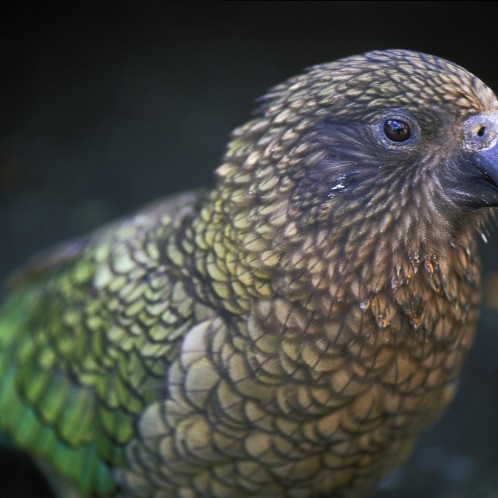 Adult Kea (Edward the compressor)