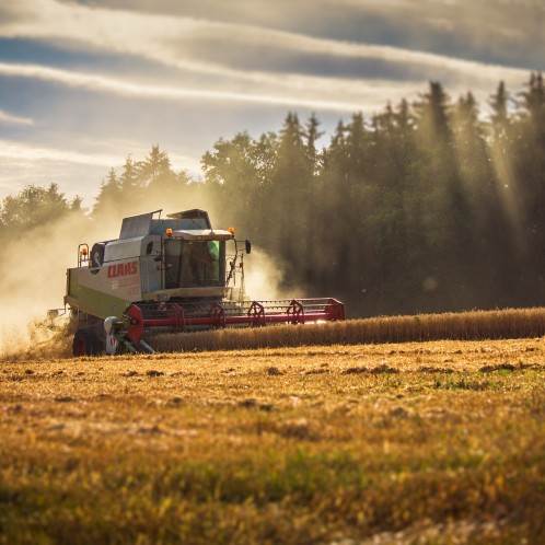 Machine trudging along a wheat field