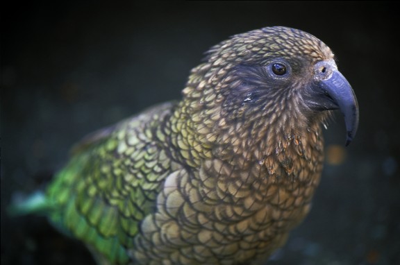 Adult Kea (Edward the compressor)