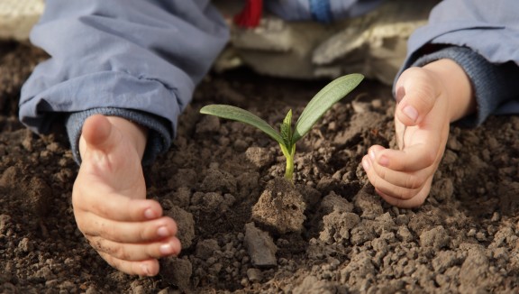 Child hands, tending a new plant