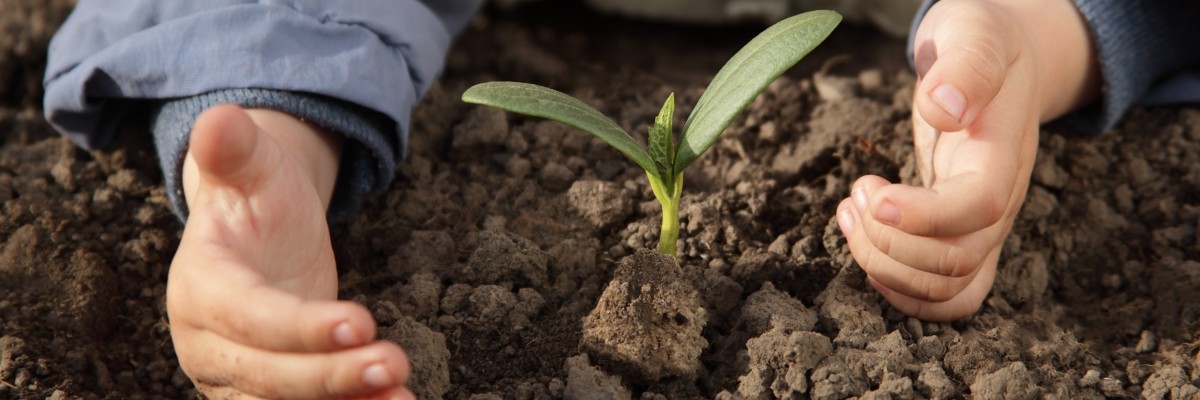 Child hands, tending a new plant